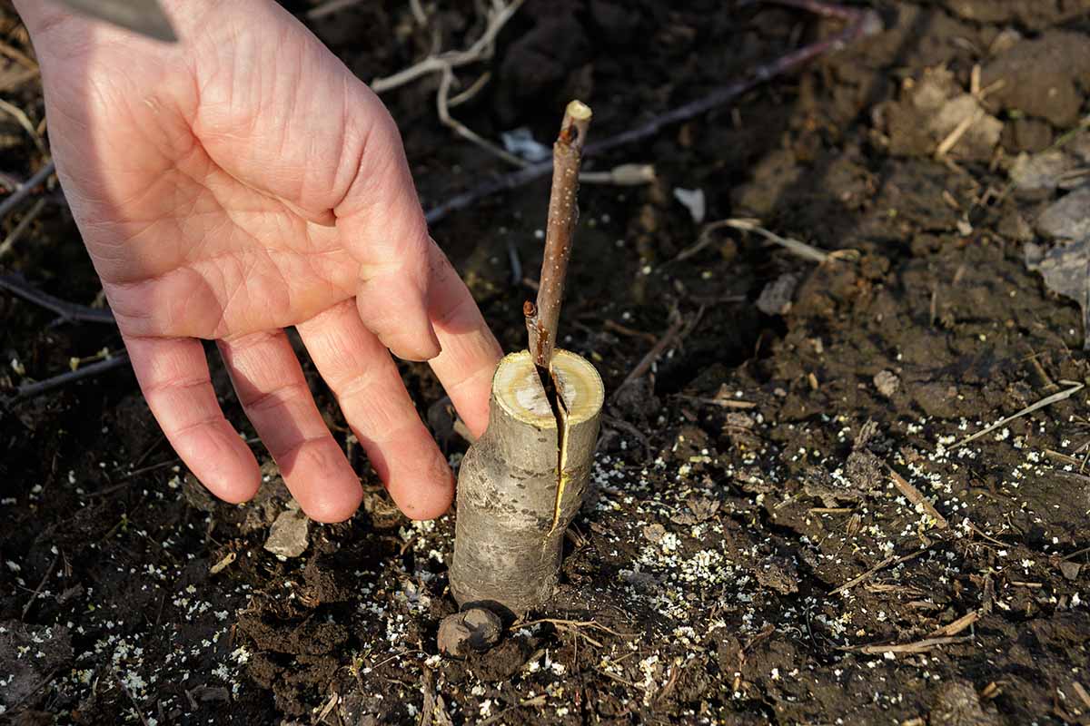 A close up horizontal image of a hand from the left of the frame grafting a stem onto a rootstock.