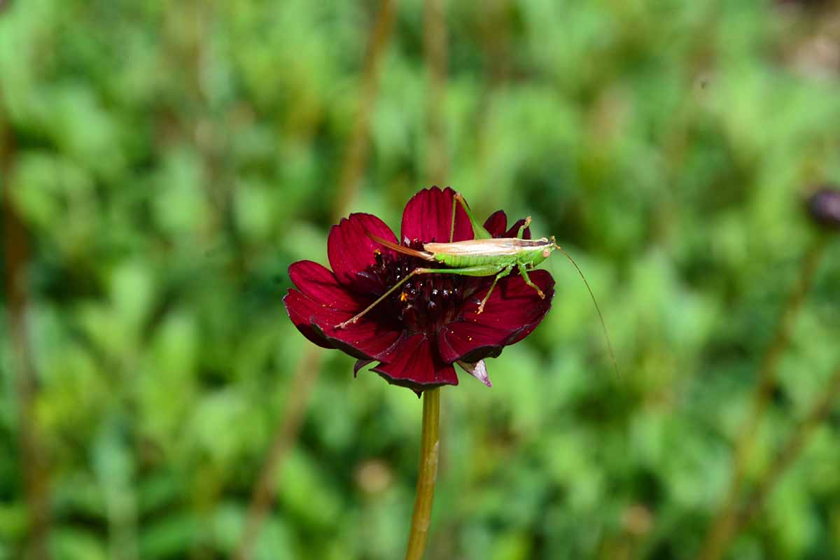 A close up horizontal image of a grasshopper atop a deep burgundy-red flower.