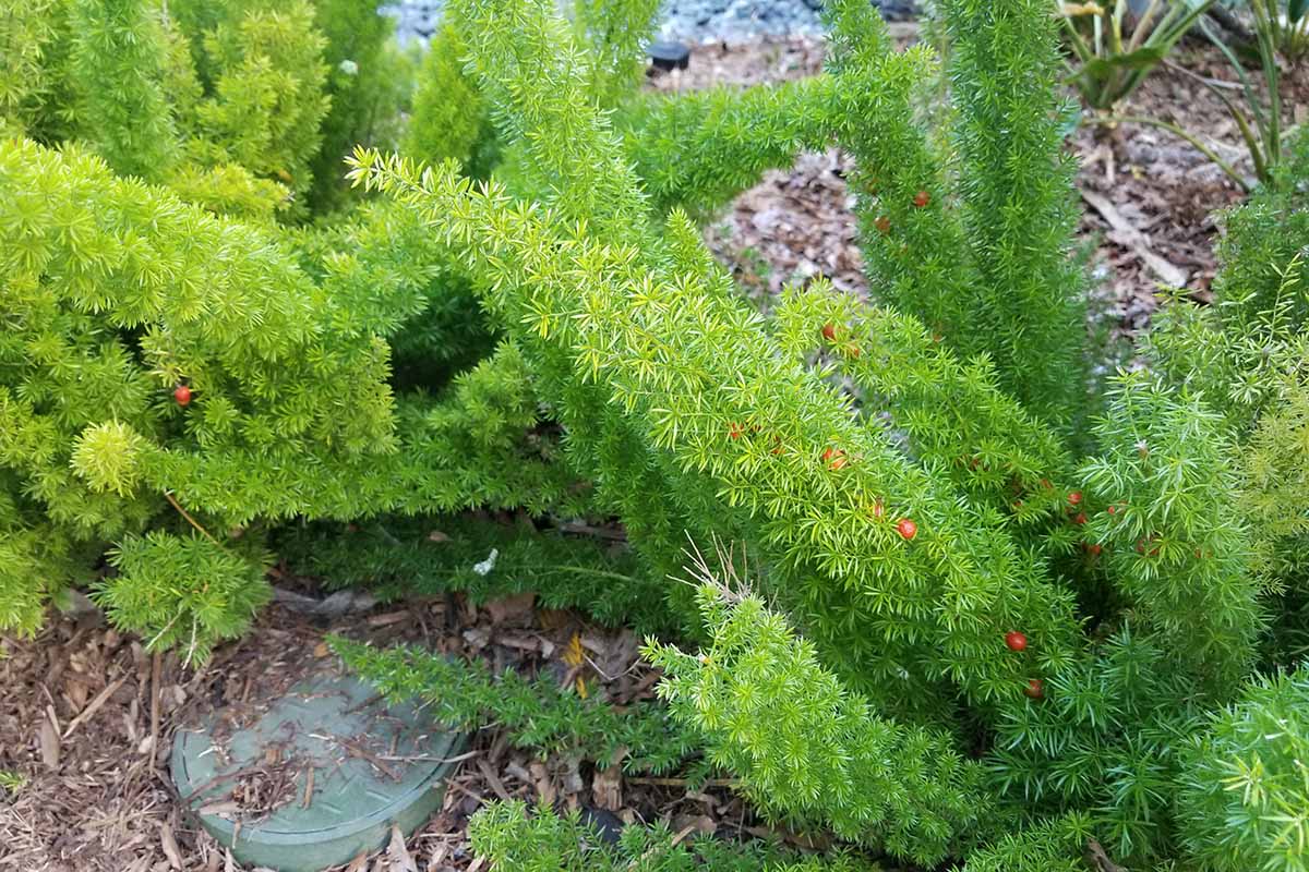 Horizontal image of asparagus ferns planted in a garden bed topped with brown wood mulch, with small red berries on some of the stalks.