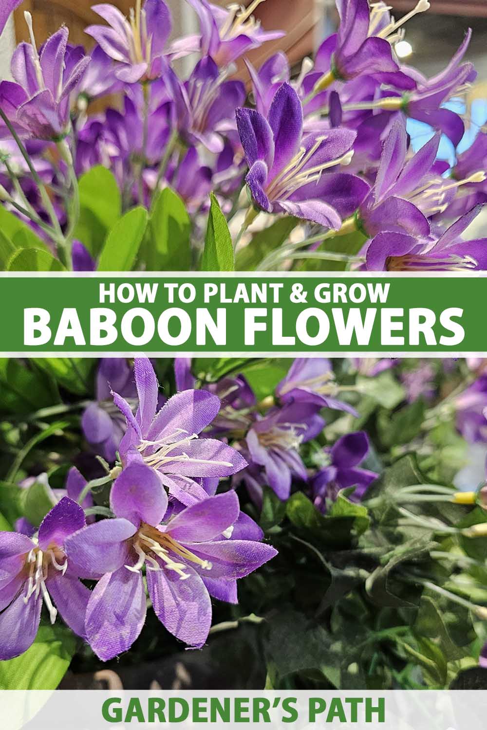 A close up vertical image of light purple baboon flowers aka Babiana nervosa growing in a large pot indoors. To the center and bottom of the frame is green and white printed text.