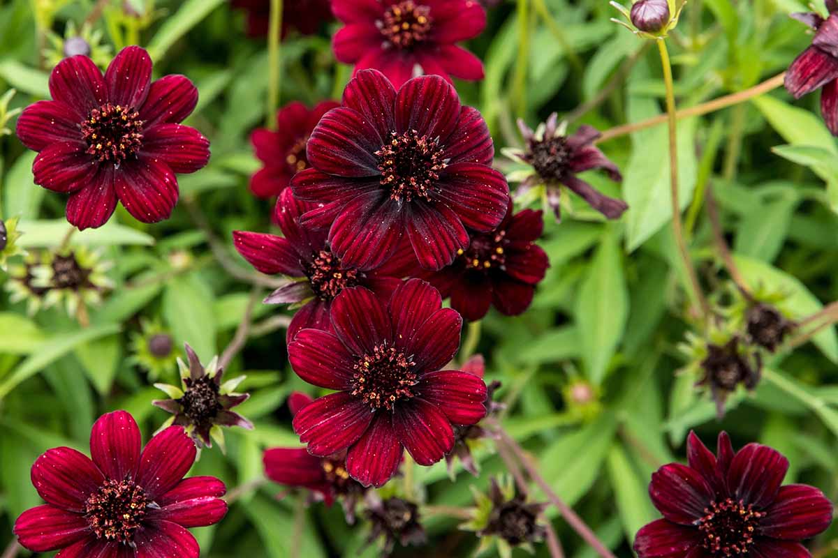A close up horizontal image of chocolate cosmos growing in the garden pictured on a soft focus background.