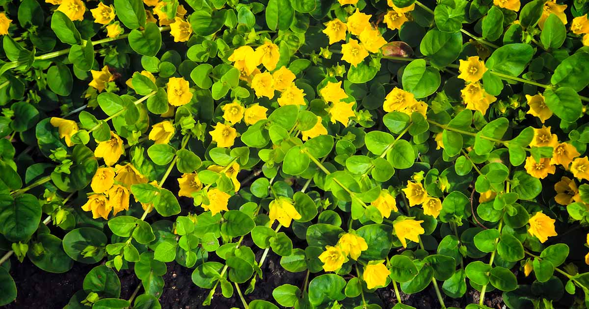 Learn How to Grow Creeping Jenny (Moneywort) | Gardener’s Path