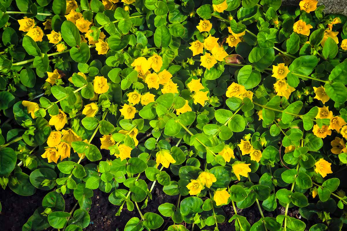 A close up horizontal image of the green foliage and yellow flowers of creeping Jenny aka moneywort growing in a sunny garden.