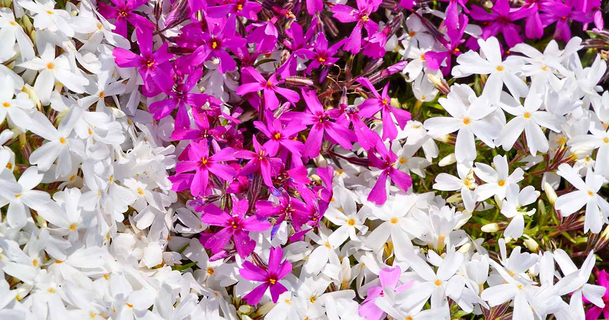 How to Grow and Care for Creeping Phlox | Gardener’s Path