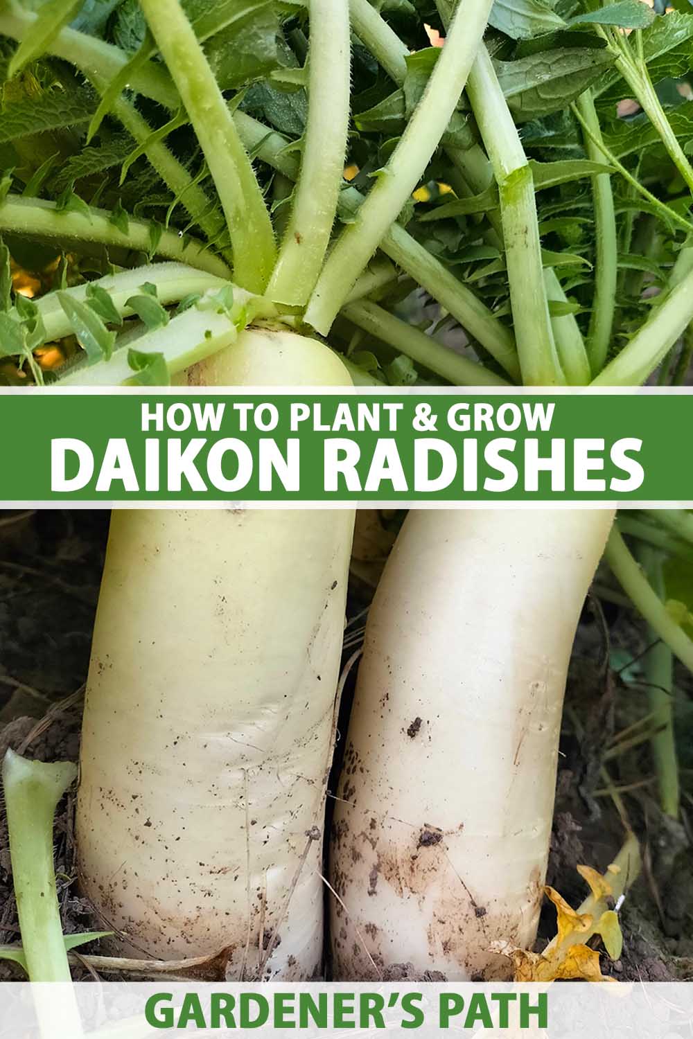 A close up vertical image of daikon radishes growing in the garden almost ready to harvest. To the center and bottom of the frame is green and white printed text.