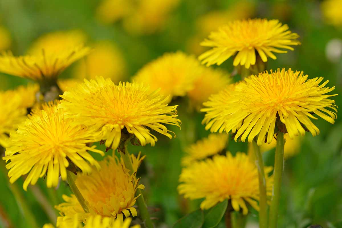 A close up horizontal image of bright yellow Taraxacum officinale flowers growing in the garden pictured on a soft focus background.
