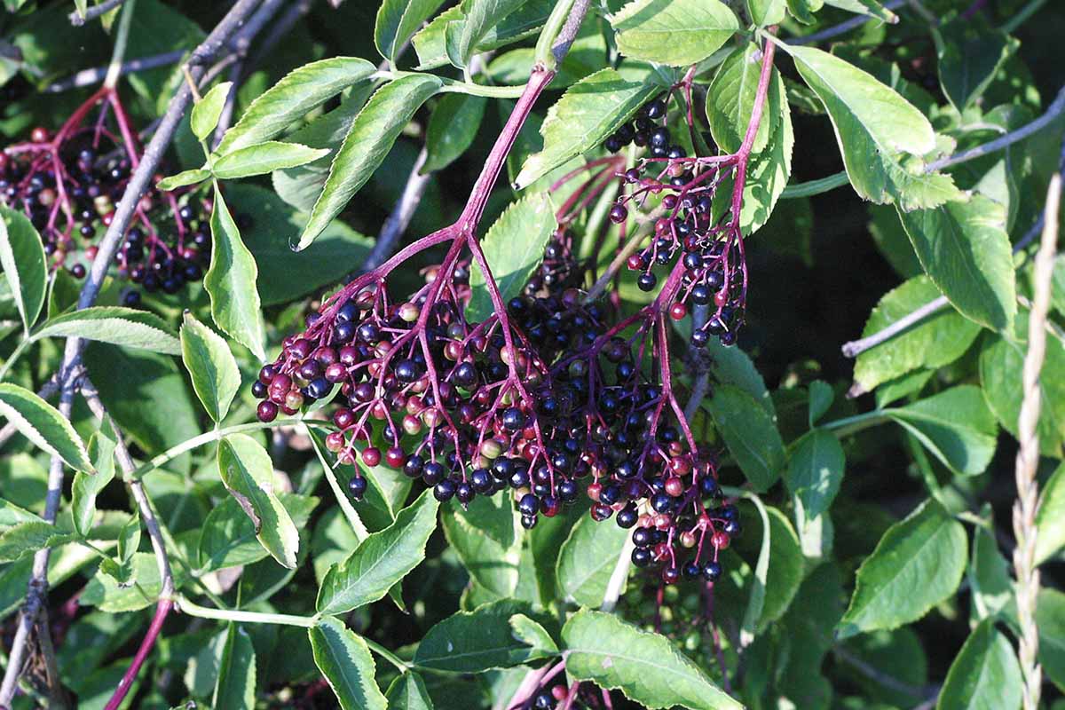 A close up of ripe elderberry fruits growing in clusters, surrounded by green foliage, pictured in bright sunshine.