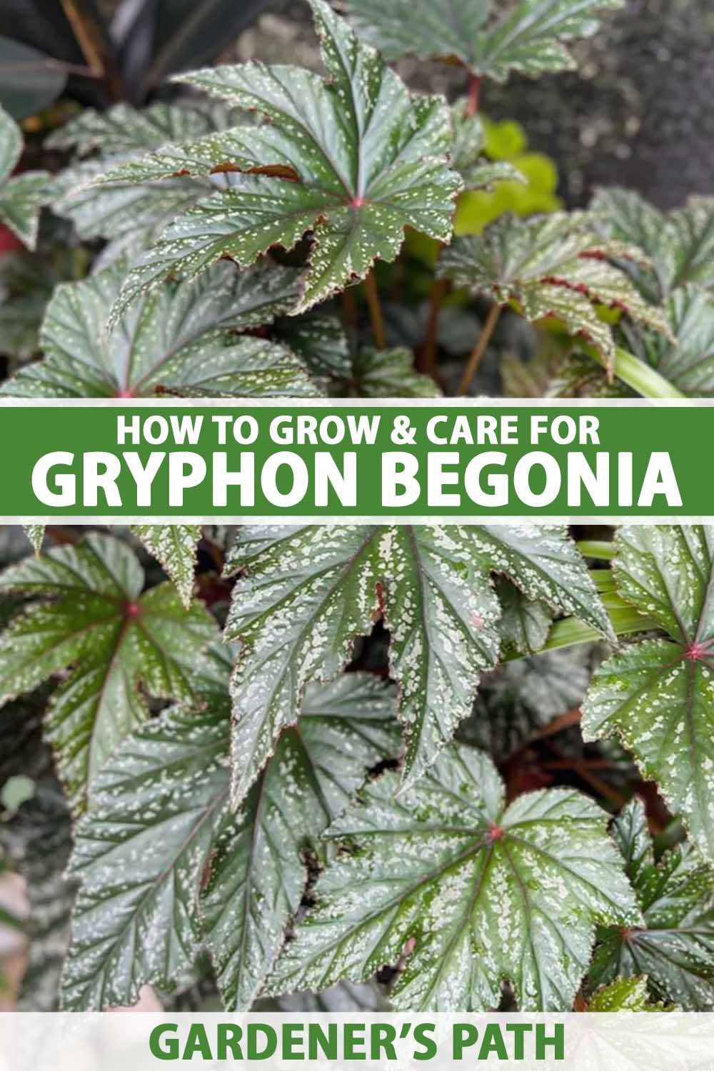 A close up vertical image of the silver and green foliage of a large gryphon begonia plant. To the center and bottom of the frame is green and white printed text.