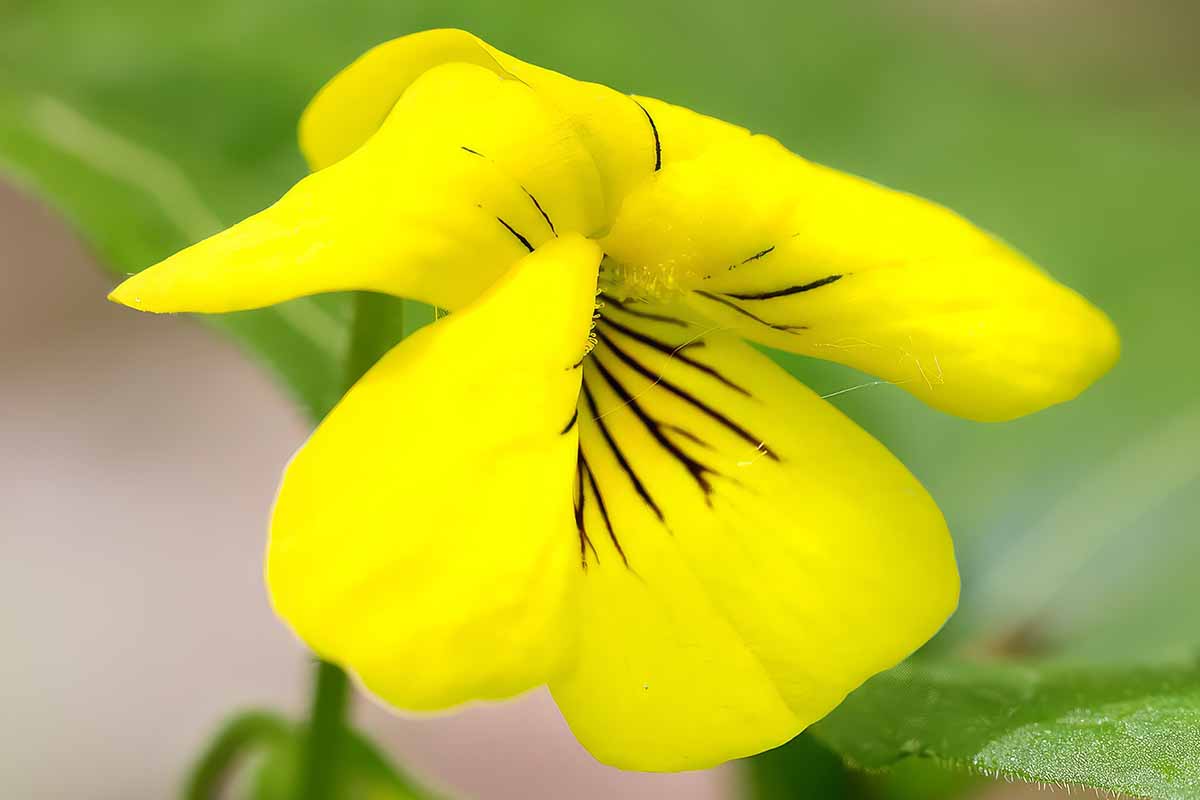 A close up horizontal image of a yellow, patterned wild violet flower (Viola pubescens) pictured on a soft focus background.