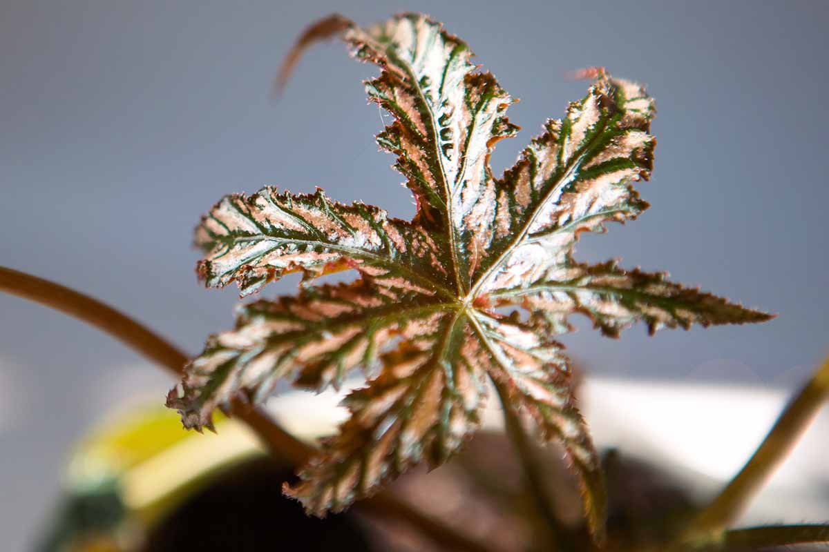 A close up horizontal image of the foliage of a gryphon begonia growing in a pot indoors pictured on a soft focus background.