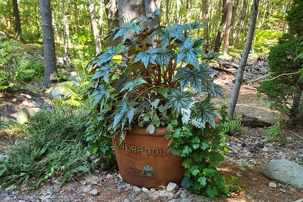 A close up horizontal image of a large gryphon begonia growing in a terra cotta pot outdoors in a shady spot under trees.