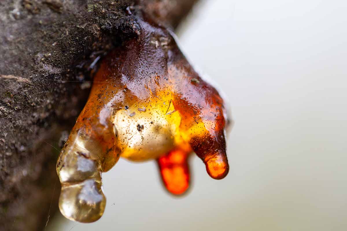 A close up horizontal image of gummosis on a fruit tree.