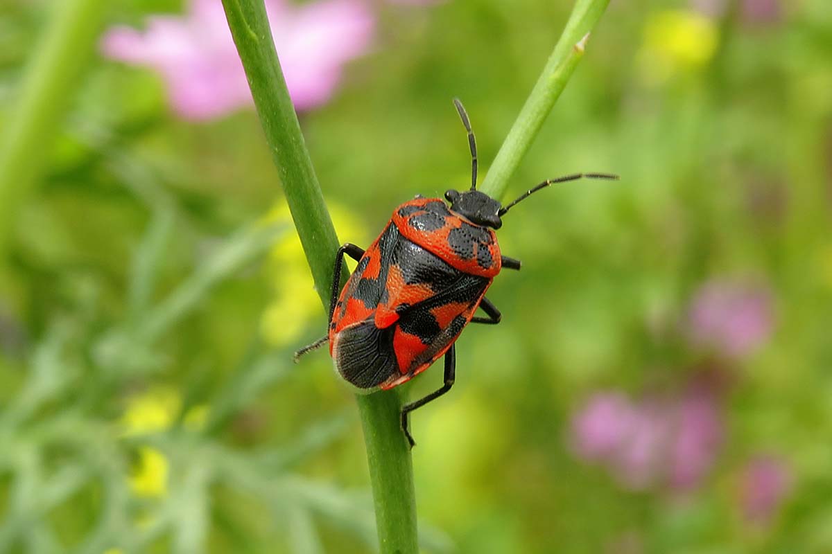 Close up of a harlequin beetle on a branch, with soft focus vegetation in the background.