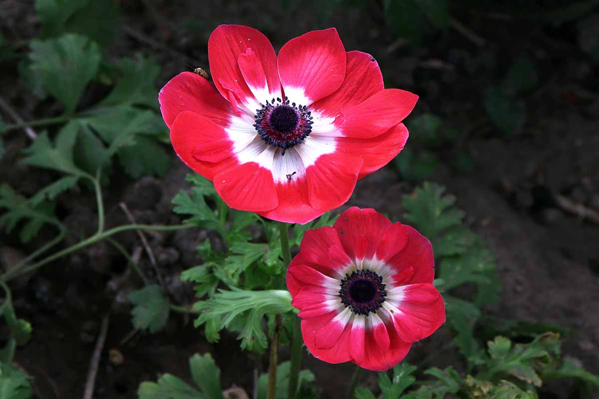 A close up horizontal image of De Caen 'Hollandia' anemone flowers growing in the garden.