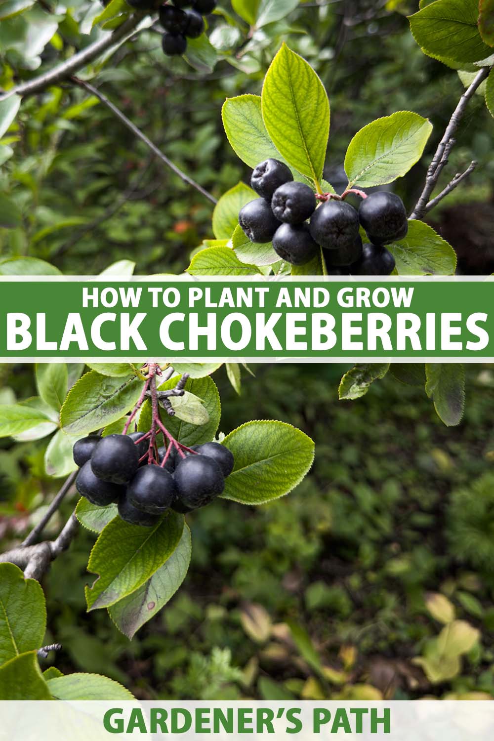 A close up vertical image of black chokeberries (Aronia) growing in the garden pictured on a soft focus background. To the center and bottom of the frame is green and white printed text.
