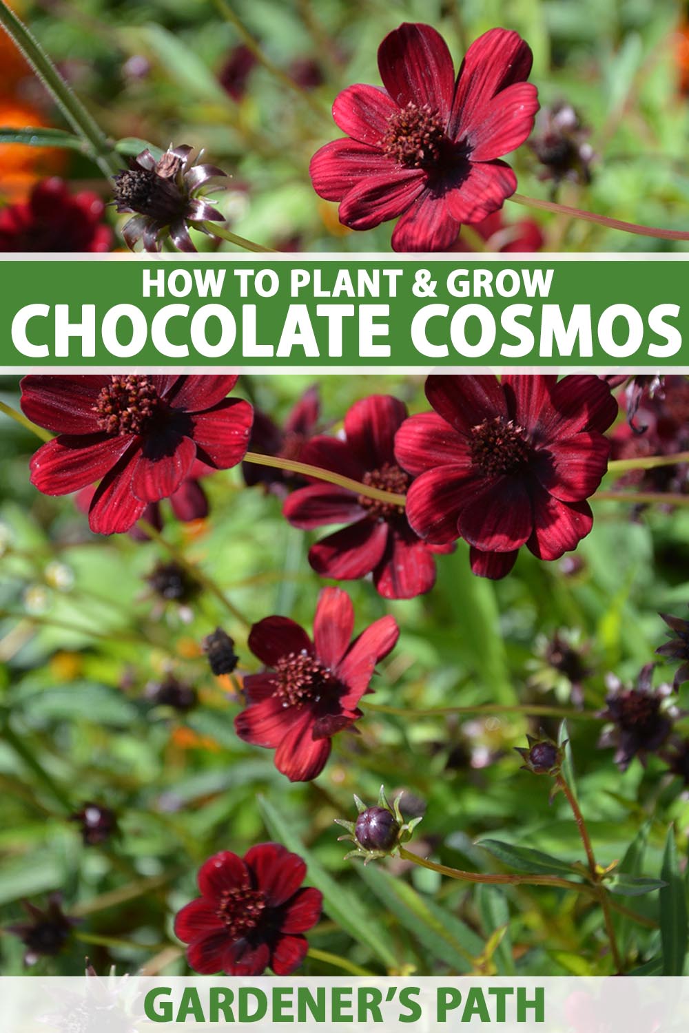A close up vertical image of chocolate cosmos flowers growing in the landscape pictured in bright sunshine on a soft focus background. To the top and bottom of the frame is green and white printed text.