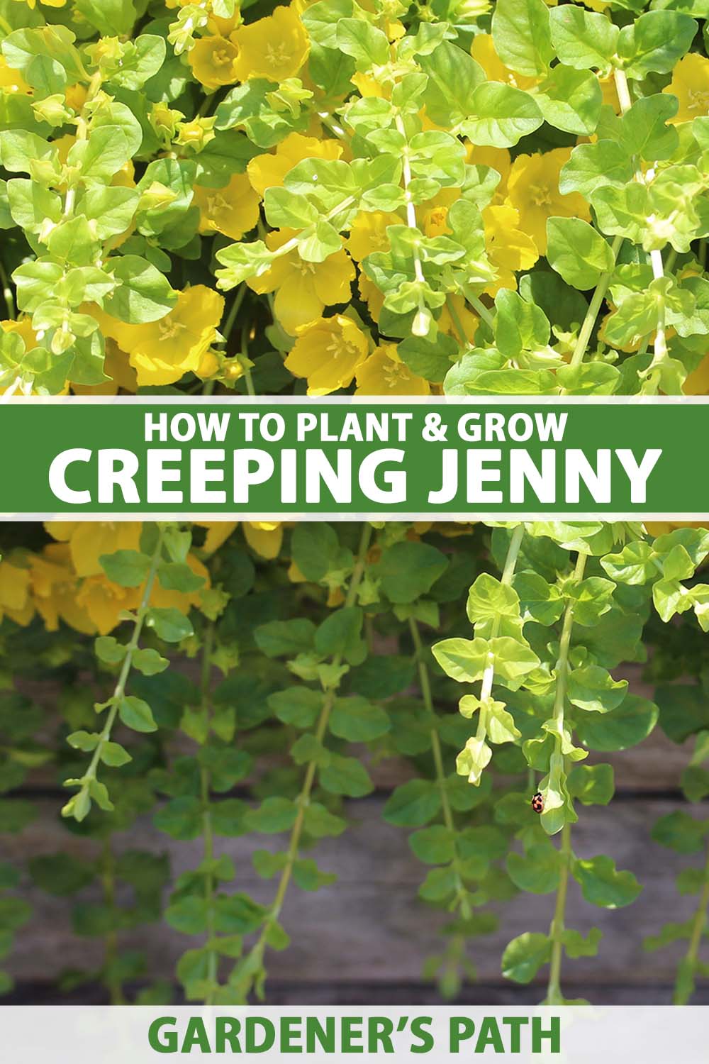 A close up horizontal image of creeping Jenny cascading over the side of a wooden planter pictured in bright sunshine. To the center and bottom of the frame is green and white printed text.