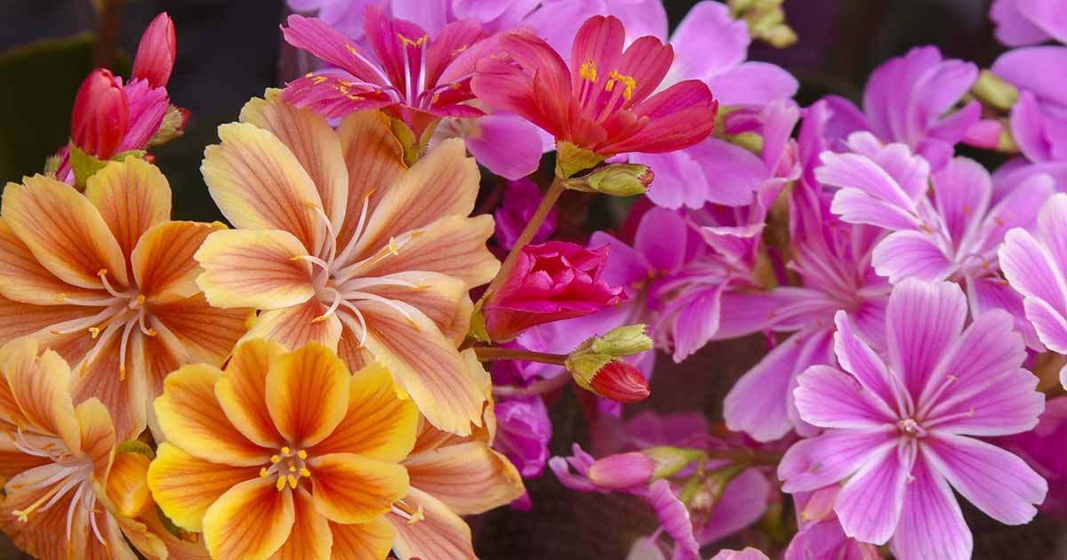 duster for plants Shrubs - Fairy Duster main image 0