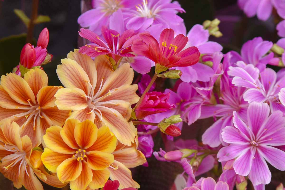 A close up horizontal image of pink, orange, and red lewisia flowers pictured on a dark background.