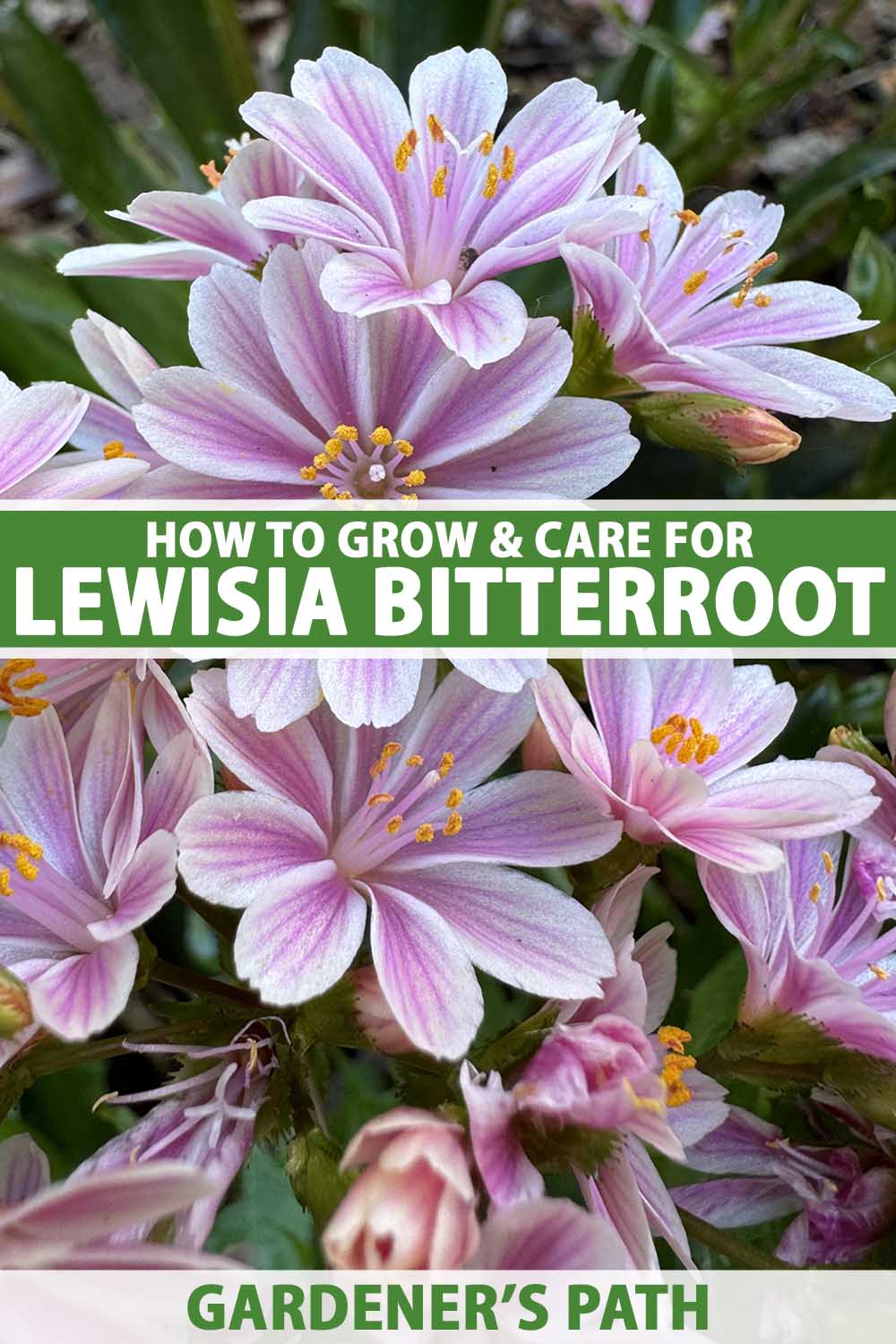A close up vertical image of white and pink lewisia flowers (cliff maids) growing wild. To the center and bottom of the frame is green and white printed text.