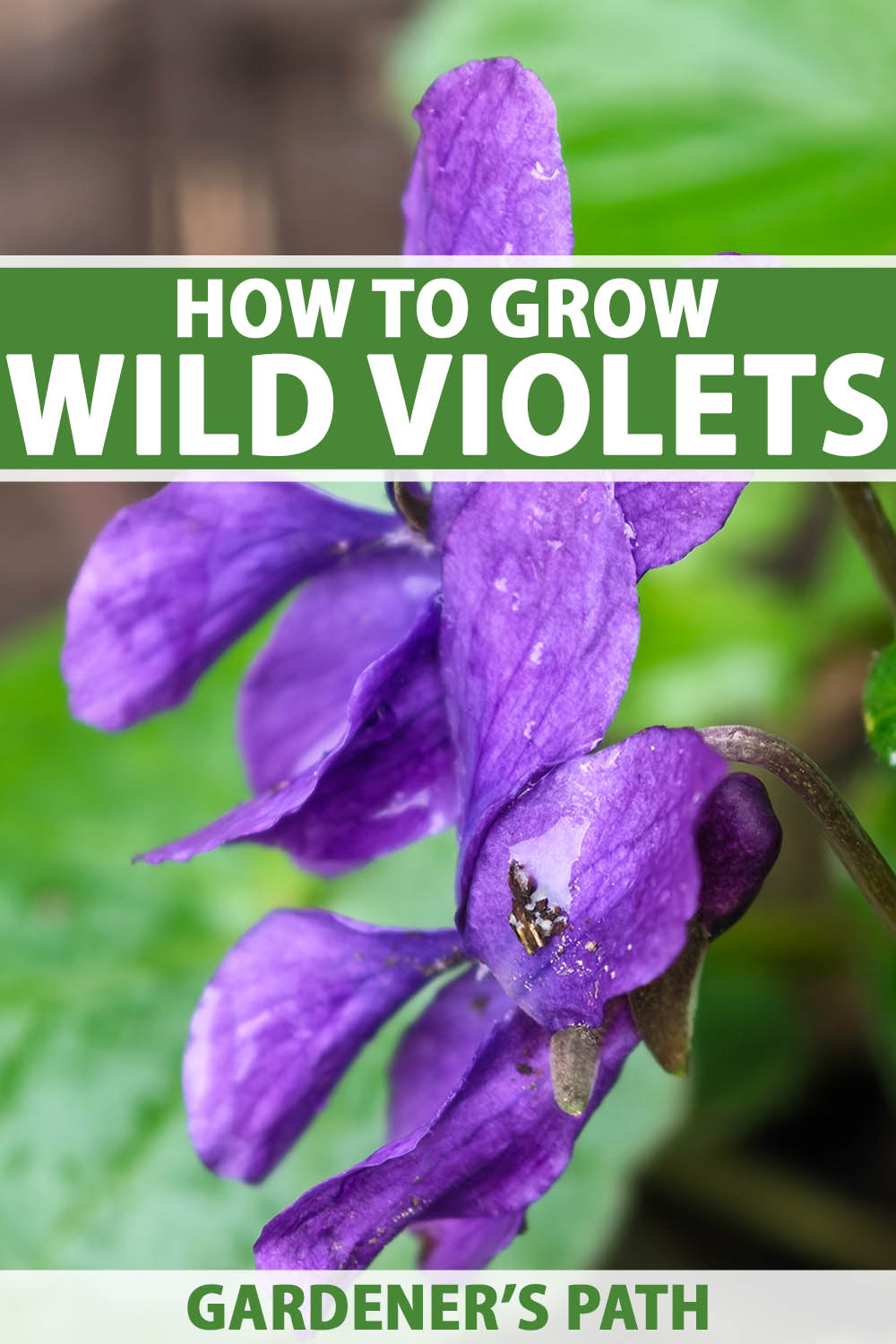A close up vertical image of purple wild violets growing in the garden pictured on a soft focus background. To the top and bottom of the frame is green and white printed text.