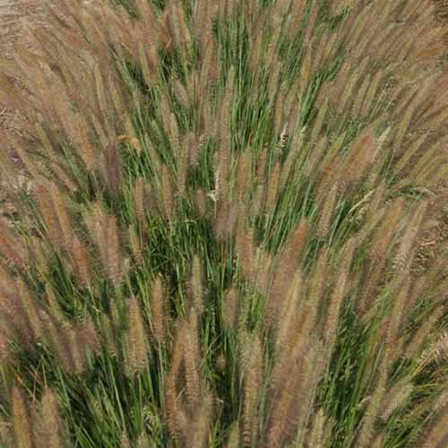 A close up square image of Pennisetum Jambalaya growing in the garden.