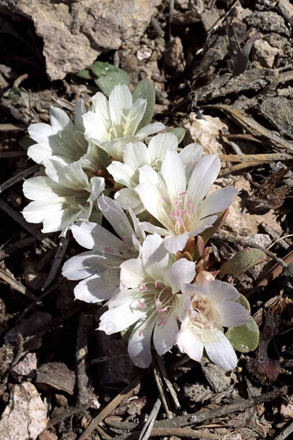 A close up vertical image of Kellogg's lewisia growing wild pictured in bright sunshine.