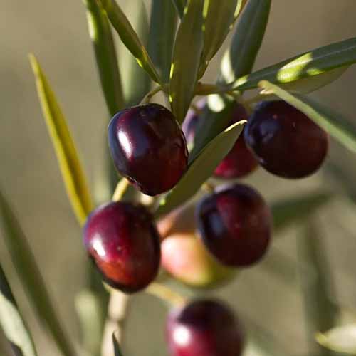 A close up square image of the dark fruits of 'Koroneiki' pictured on a soft focus background.