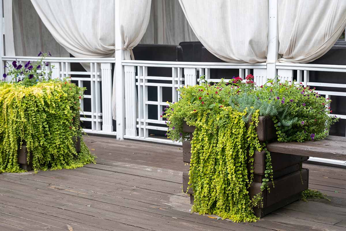 A horizontal image of large wooden planters on a deck with a variety of plants including moneywort cascading over the sides.