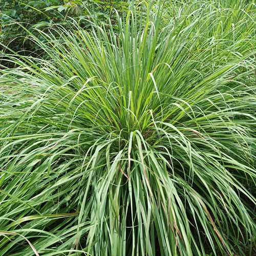 A close up square image of a lemongrass plant growing in a garden border.