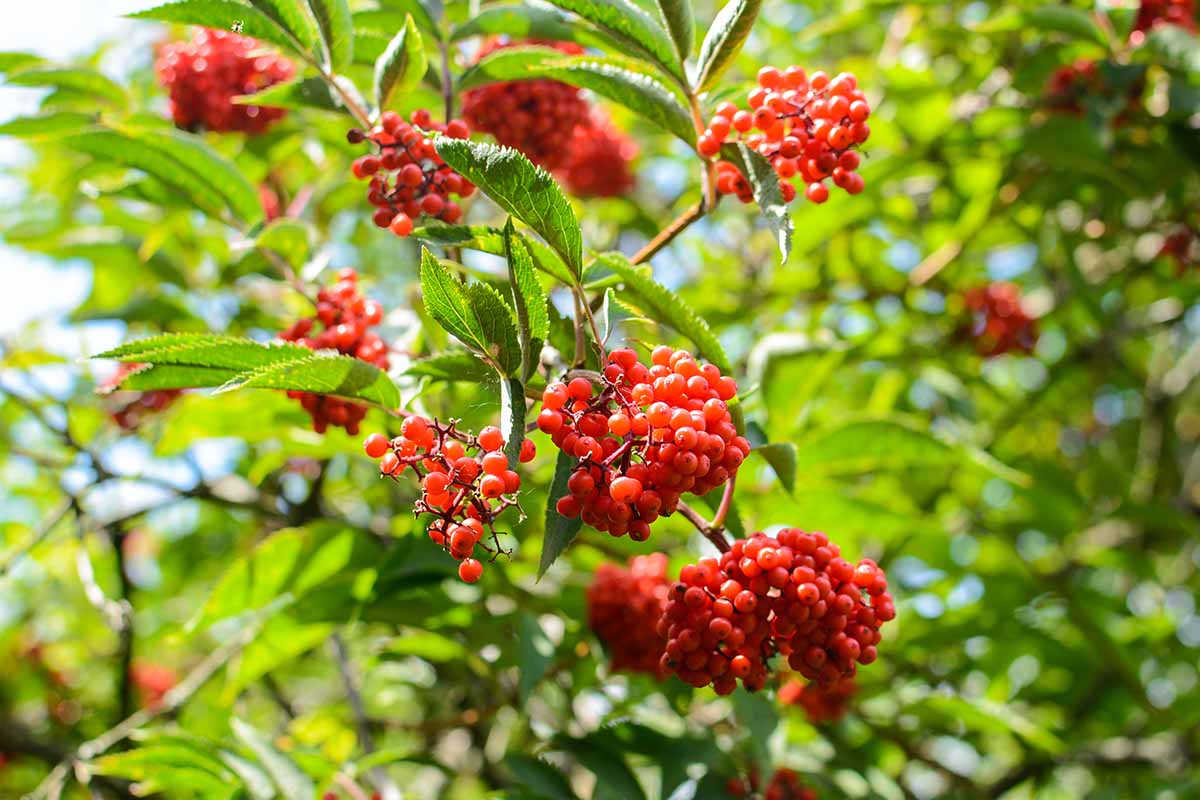A close up of red elderberry fruits, pictured in bright sunshine, surrounded by green foliage, on a soft focus background.