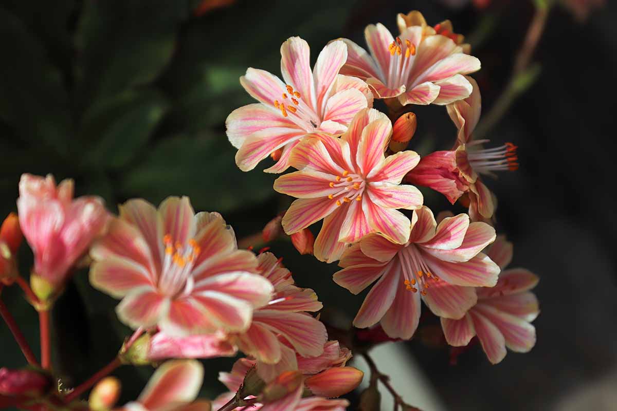 A close up horizontal image of the delicate flowers of a lewisia plant pictured on a dark background.