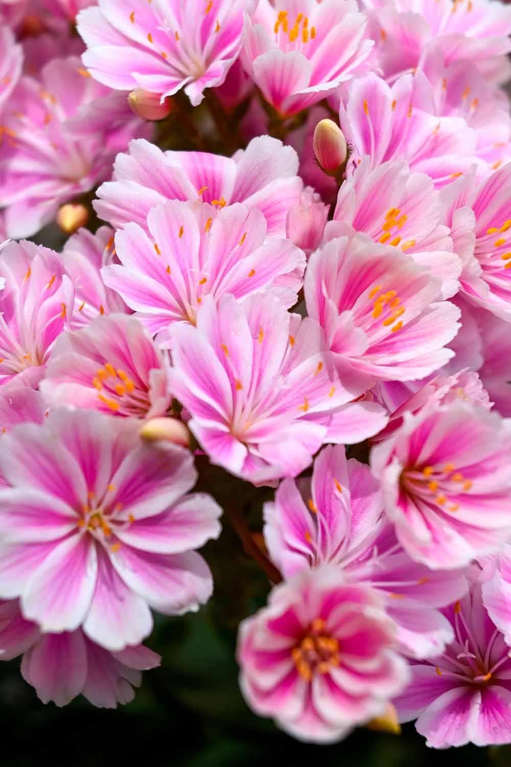 A close up vertical image of pink and white lewisia aka cliff maids flowers growing in the garden.
