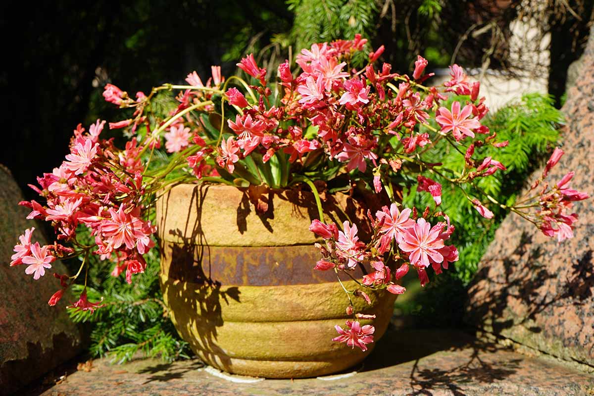 A close up horizontal image of colorful lewisia growing in a large concrete pot pictured in bright sunshine.