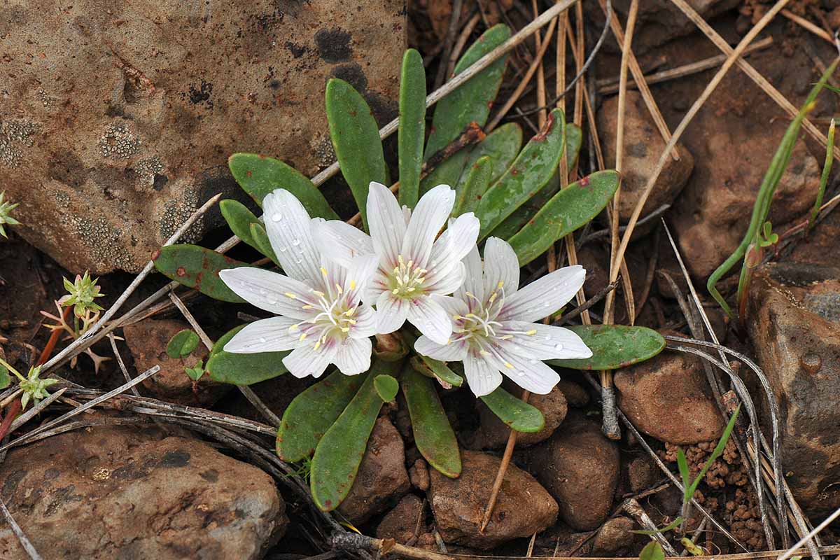 A close up horizontal image of the white flowers of Lewisia brachycalyx growing in a rocky outcrop.