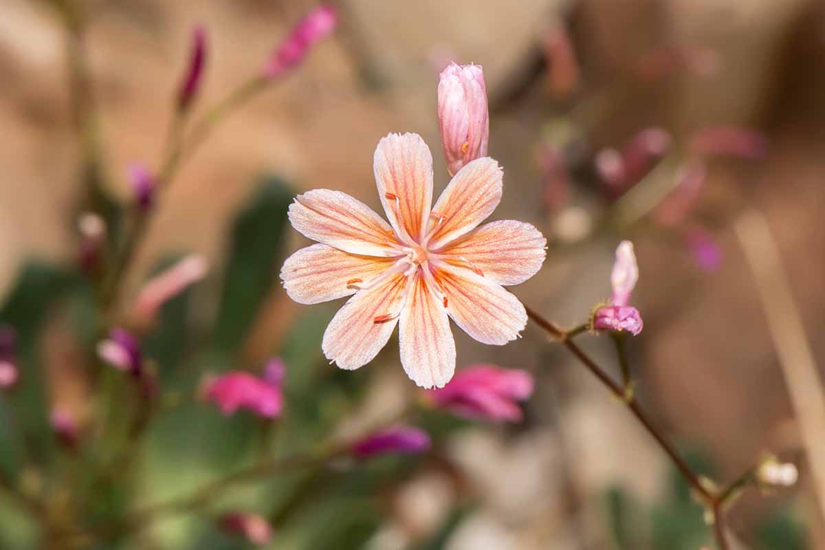 A close up horizontal image of a single Lewisia columbiana flower pictured on a soft focus background.