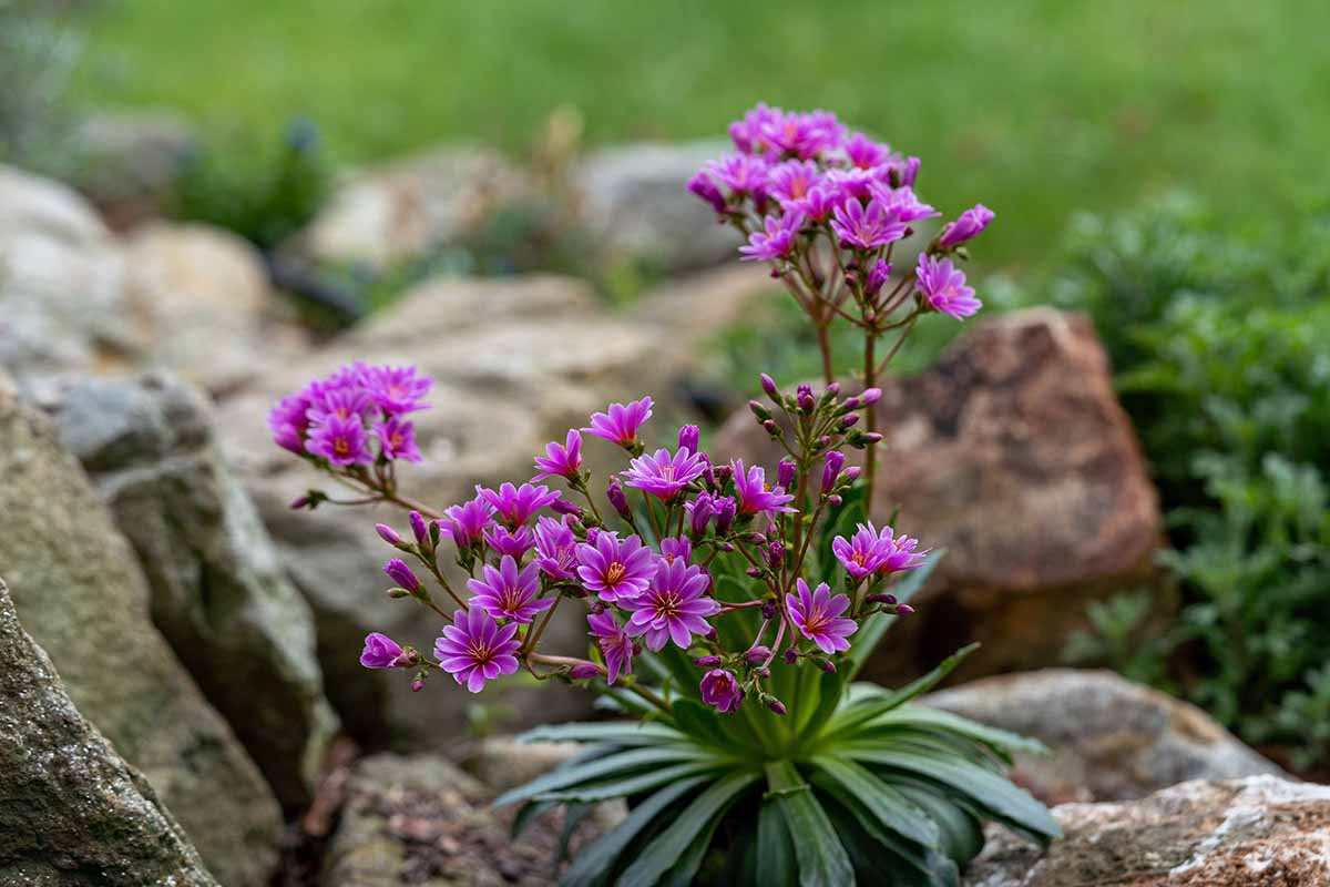 A close up horizontal image of a cliff maids (lewisia) plant growing on a rock with bright purple flowers pictured on a soft focus background.