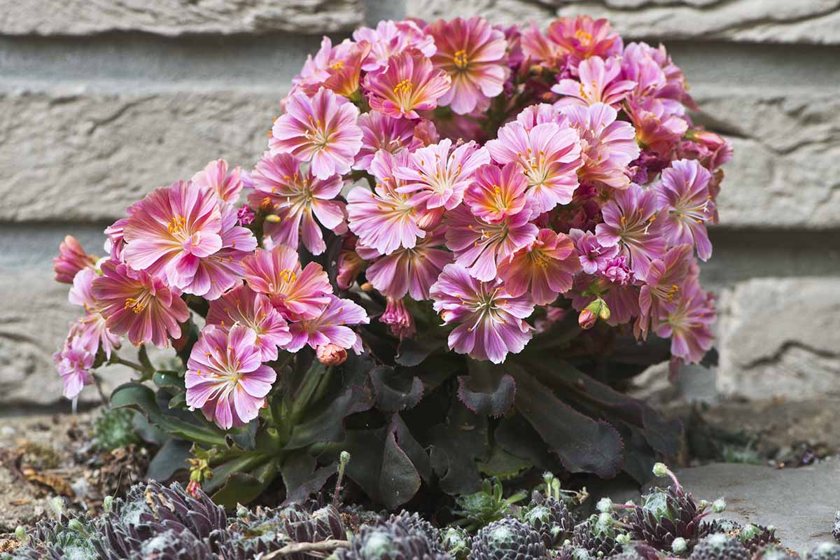 A close up horizontal image of a clump of lewisia growing by a stone wall.