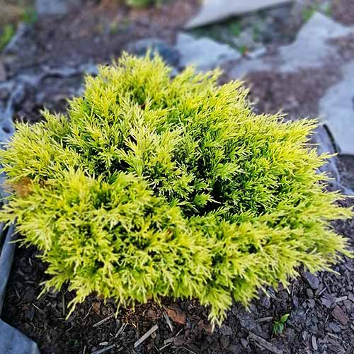 A close up square image of 'Lime Glow' creeping juniper growing in a garden border.