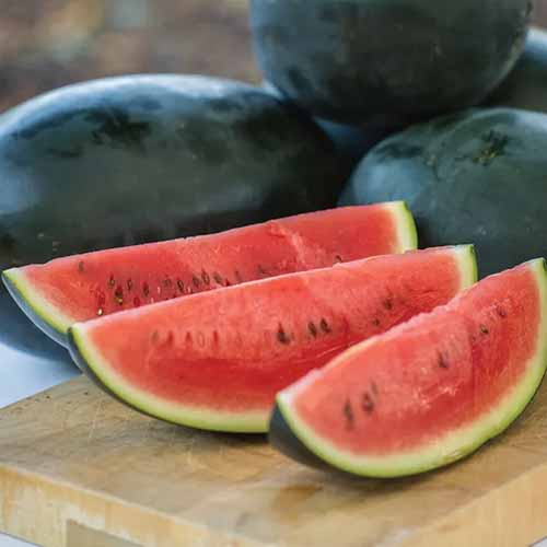 A close up square image of three slices of 'Little Darling' watermelons set on a wooden surface with whole fruits in the background.