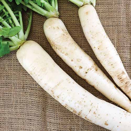 A close up of three long daikon radishes set on a brown fabric surface.