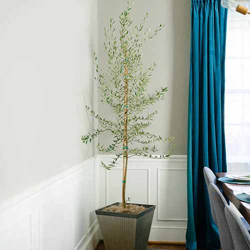 A square image of a young 'Manzanillo' growing in a pot in the corner of a room.