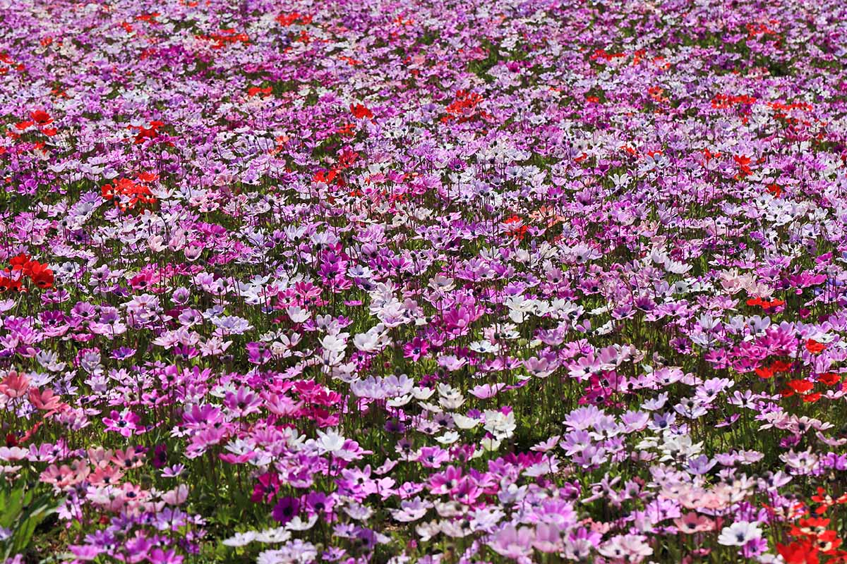 A close up horizontal image of different colored anemone flowers in a mass planting in a meadow, pictured in bright sunshine.