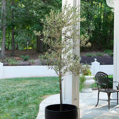 A square image of a 'Maurino' growing in a pot on a patio.