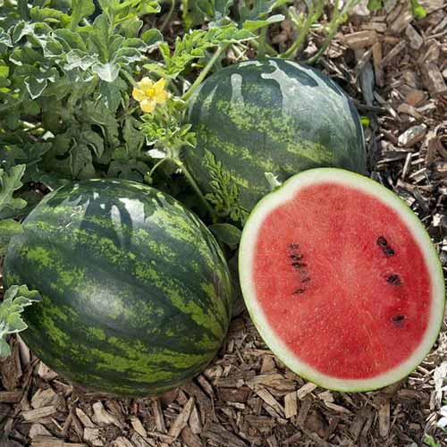A square image of two whole and one half 'Mini Love' melons in the garden surrounded by mulch.