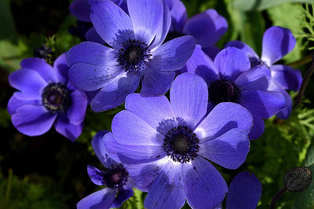 A close up horizontal image of anemone 'Mr Fokker' flowers in deep blue with white and dark centers pictured on a soft focus background.