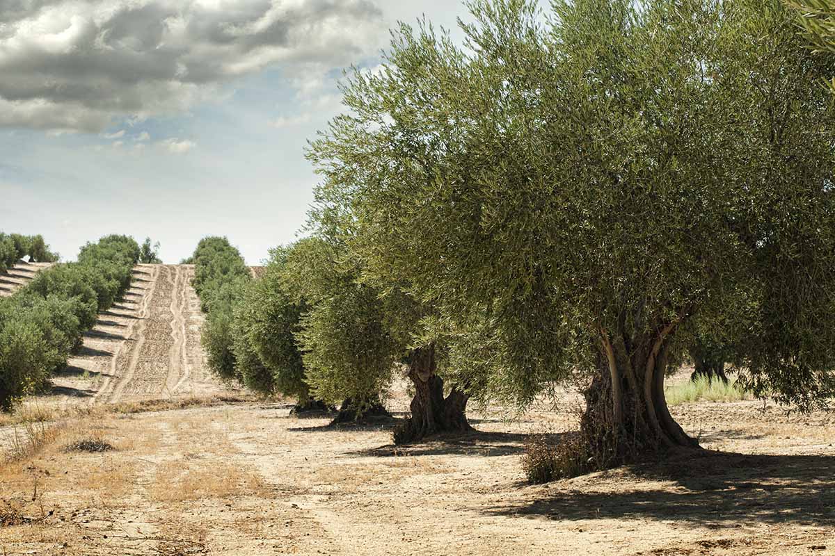 A row of olive trees growing in a grove, with a brown dirt road between the rows, and a light blue cloudy sky.