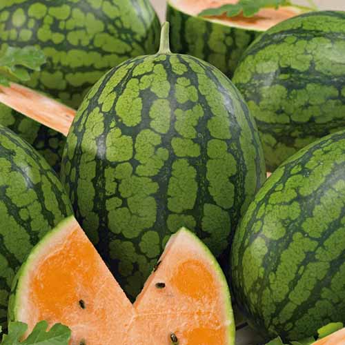 A close up square image of 'Orange Tendersweet' watermelons whole and sliced.
