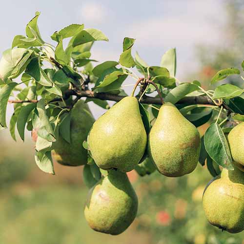 A square image of 'Orient' pears growing on the stem pictured on a soft focus background.
