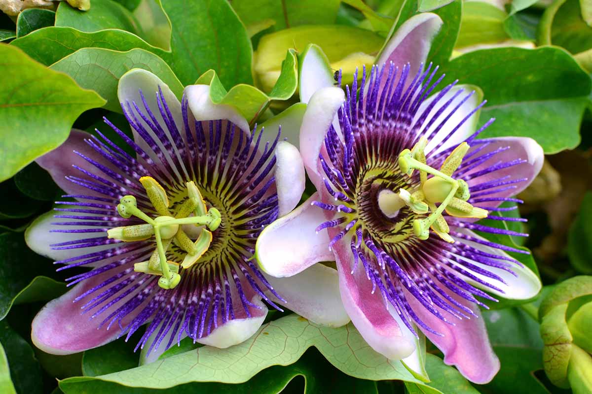A close up horizontal image of two passionflowers growing on the vine with foliage in soft focus in the background.